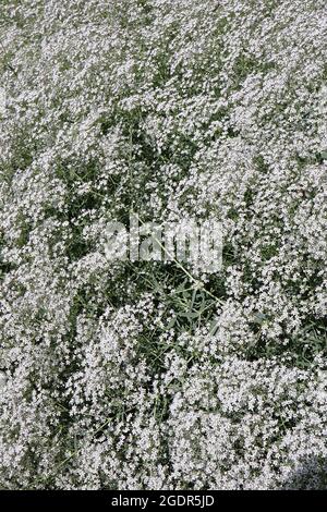 Gypsophila paniculata ‘Alba’ Baby’s Breath – amas de petites fleurs blanches et de feuilles étroites vertes grises, juillet, Angleterre, Royaume-Uni Banque D'Images