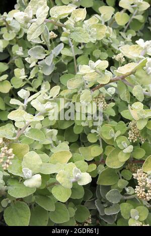 Helichrysum pétiolare plante de réglisse «Limelight» Limelight – amas de bourgeons floraux et petites feuilles rondes vertes jaunes sur des tiges épaisses, juillet, Angleterre, Banque D'Images