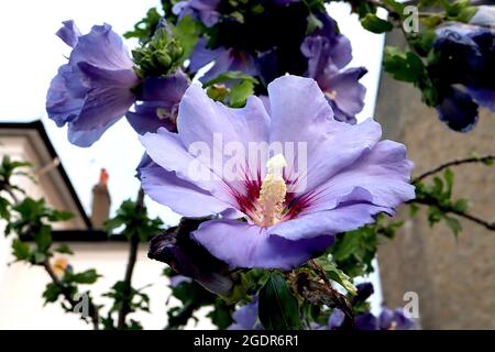 Hibiscus syriacus arbre "Blue Bird" Hollyhock Blue Bird - grandes fleurs bleu mauve en forme de trompette avec gorge magenta, juillet, Angleterre, Royaume-Uni Banque D'Images