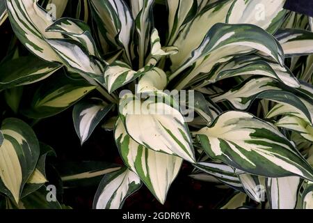 Hostaa ‘Fireworks’ plantain Lily Fireworks – larges feuilles de crème ovée avec des éclaboussures de vert moyen et foncé, juillet, Angleterre, Royaume-Uni Banque D'Images