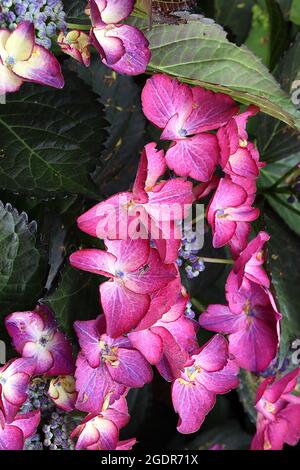 Hydrangea macrophylla ‘Violet d'Ange de requin’ Hortensia Ange foncé Violet – fleurs pourpres et bouton bleu, juillet, Angleterre, Royaume-Uni Banque D'Images