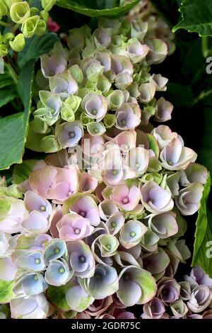 Hortensia Magical Revolution – fleurs en forme de coupe vert pâle avec des flush bleu, rose et vert moyen, juillet, Royaume-Uni Banque D'Images