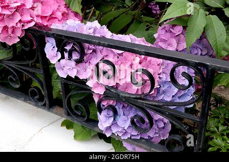 Hortensia macrophylla « Pink Dream » Hortensia Pink Dream – nuances de rose et de bleu, bouton crème, juillet, Angleterre, Royaume-Uni Banque D'Images