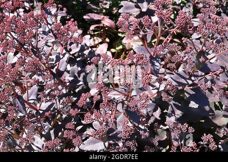 Hylotelephium / Sedum ‘Karfunkelstein’ amas plats de minuscules boutons de fleurs cramoisi sur des feuilles noires violettes charnues, juillet, Angleterre, Royaume-Uni Banque D'Images