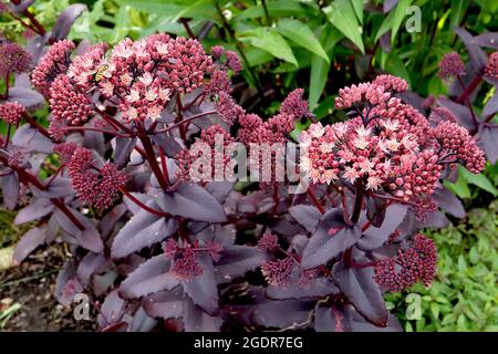 Hylotelephium / Sedum ‘Karfunkelstein’ amas plats de minuscules boutons de fleurs pourpres et de fleurs en forme d'étoile sur des feuilles noires violettes charnues, juillet, Royaume-Uni Banque D'Images