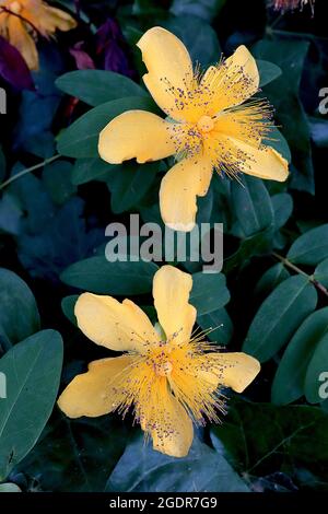 Hypericum calycinum rampant le millepertuis – fleurs jaunes d'or avec plusieurs étamines et feuilles très vertes, juillet, Angleterre, Royaume-Uni Banque D'Images