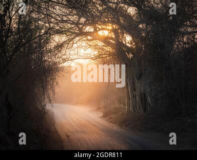 Tôt le matin, la lumière du soleil filtre à travers les arbres sur une route de campagne près de Morelos, Jalisco, Mexique. Banque D'Images