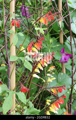 Ipomoea lobata firecracker vigne – racaces de fleurs tubulaires rouges qui se décolorent à des feuilles jaunes et blanches, mi-vertes à trois lobes, juillet, Angleterre, Royaume-Uni Banque D'Images