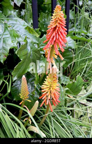 Kniphofia ‘Creamsicle’ Red Hot poker Creamsicle – nain kniphofia avec des grappes tubulaires de fleurs coniques pendous rouges et jaunes, juillet, Angleterre, Banque D'Images