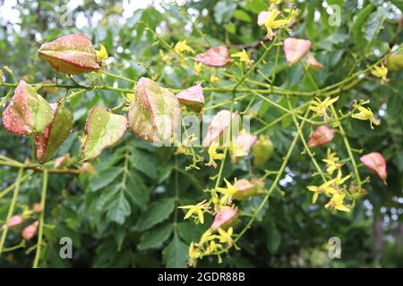 Koelreuteria paniculata fierté de l'Inde – petites fleurs jaunes, grandes gousses de graines rouges et vertes légères gonflées, feuilles finement divisées, juillet, Angleterre, Banque D'Images