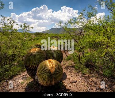 Grand cactus Golden Barrel dans le paysage de Guanajuato, au Mexique. Banque D'Images