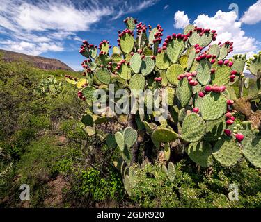 Un grand cactus de Pear de Prickly aux fruits rouges à Guanajuato, au Mexique. Banque D'Images