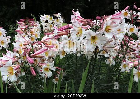 Lilium regale FLEURS Lily royale – grandes fleurs blanches fortement parfumées en forme de trompette avec des pétale roses sur des tiges très hautes, juillet, Angleterre, Royaume-Uni Banque D'Images