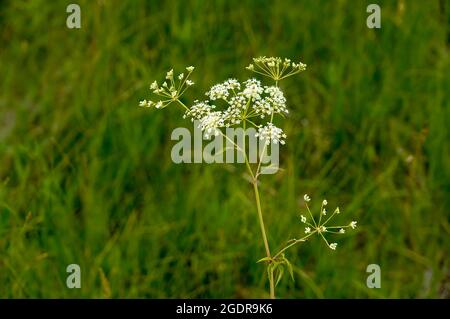 La fleur de la pruche d'eau tachetée dans la prairie à herbes hautes près de Tolstoï, Manitoba, Canada. Banque D'Images