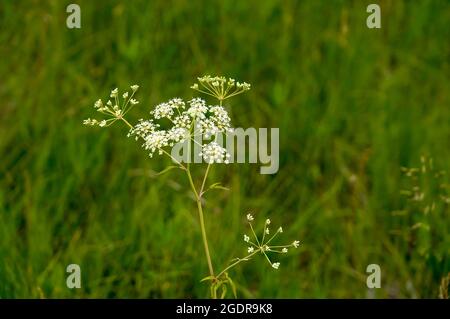 La fleur de la pruche d'eau tachetée dans la prairie à herbes hautes près de Tolstoï, Manitoba, Canada. Banque D'Images