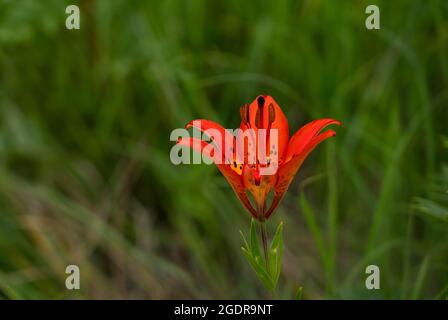 La nénuphars fleuris dans la prairie à herbes hautes près de Tolstoï, Manitoba, Canada. Banque D'Images