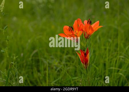 La nénuphars fleuris dans la prairie à herbes hautes près de Tolstoï, Manitoba, Canada. Banque D'Images