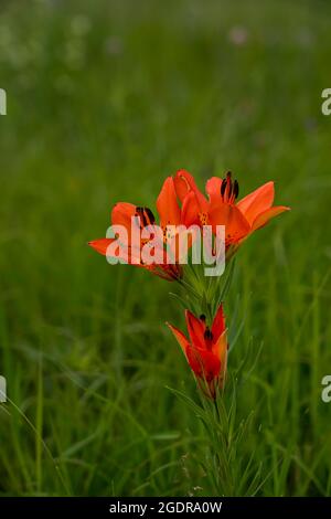 La nénuphars fleuris dans la prairie à herbes hautes près de Tolstoï, Manitoba, Canada. Banque D'Images