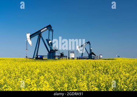 L'huile pond dans un champ de canola jaune près de Waskeda, Manitoba, Canada. Banque D'Images