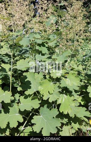 Macleaya cordata Plume coquelicot – panicules aérées de petites fleurs de crème et de grandes feuilles finement lobées, juillet, Angleterre, Royaume-Uni Banque D'Images