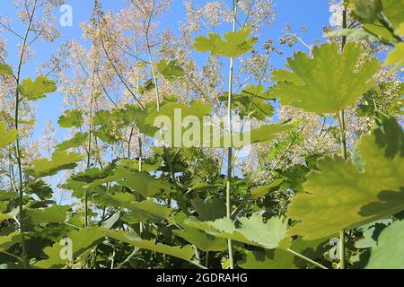 Macleaya cordata Plume coquelicot – panicules aérées de petites fleurs de crème et de grandes feuilles finement lobées, juillet, Angleterre, Royaume-Uni Banque D'Images