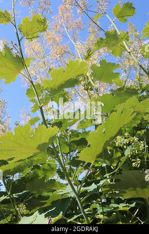 Macleaya cordata Plume coquelicot – panicules aérées de petites fleurs de crème et de grandes feuilles finement lobées, juillet, Angleterre, Royaume-Uni Banque D'Images