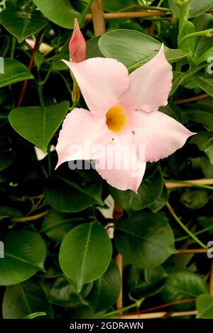 Mandevilla ‘Shummerville’ rocktrompette Summerville – fleurs blanches en forme d’entonnoir avec fard à joues roses et gorge jaune, juillet, Angleterre, Royaume-Uni Banque D'Images