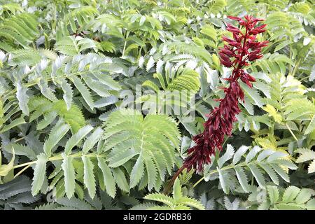 Melianthus grande fleur de miel géant – grande pointe de fleur de fleurs tubulaires bordeaux et d'énormes feuilles dentelées vertes grises, juillet, Angleterre, Royaume-Uni Banque D'Images