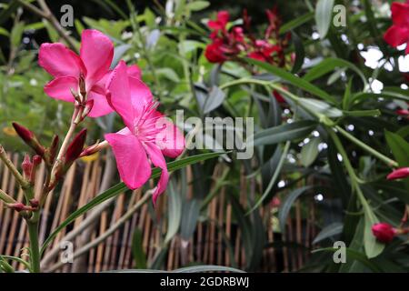 NERIUM oléander Calypso Hot Pink Oleander Hot Pink – grandes fleurs roses chaudes en forme de salver et fines feuilles vert foncé, juillet, Angleterre, Royaume-Uni Banque D'Images