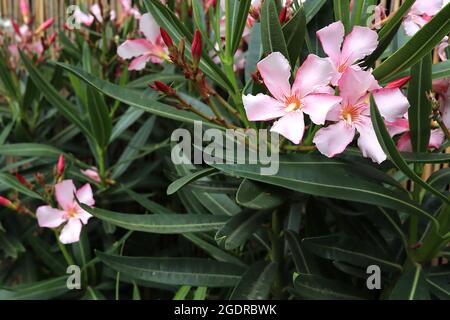 NERIUM oléander rose Calypso - grandes fleurs rose pâle en forme de salver avec col rayé rose et feuilles étroites vert foncé, juillet, Royaume-Uni Banque D'Images