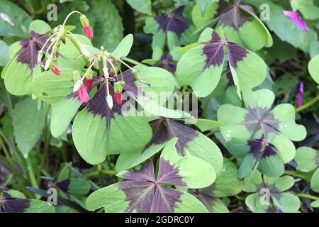 Oxalis tetraphylla ‘Iron Cross’ plante bonne chance – grappes pendantes de fleurs roses profondes et quatre folioles mi-vertes en forme de cœur et blotch bordeaux Banque D'Images