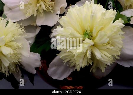 Paeonia lactiflora «Honey Gold» miel doré – grandes fleurs doubles avec pétales blancs extérieurs et nombreux pétaloïdes jaunes à volants et à franges, Banque D'Images