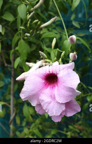 Pandorea jasminoides plante moins profonde « Pink Supreme » – petits amas de fleurs roses pâle en forme d'entonnoir avec gorge pourpre, juillet, Angleterre, Royaume-Uni Banque D'Images