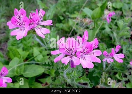 Pelargonium capitatum ‘Pink capitatum’ geranium rose capitatum – fleurs rose foncé avec centre blanc et inscriptions pourpres, senteur rose Banque D'Images