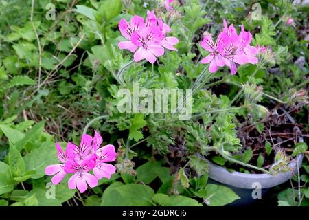 Pelargonium capitatum ‘Pink capitatum’ geranium rose capitatum – fleurs rose foncé avec centre blanc et inscriptions pourpres, senteur rose Banque D'Images