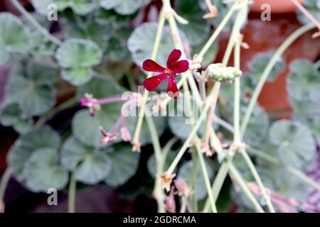 Pelargonium sidoides Geranium africain - petits amas de fleurs rouges cramoisi aux pétales minces, juillet, Angleterre, Royaume-Uni Banque D'Images