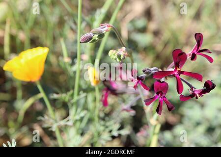 Pelargonium sidoides Geranium africain - petits amas de fleurs rouges cramoisi aux pétales minces, juillet, Angleterre, Royaume-Uni Banque D'Images