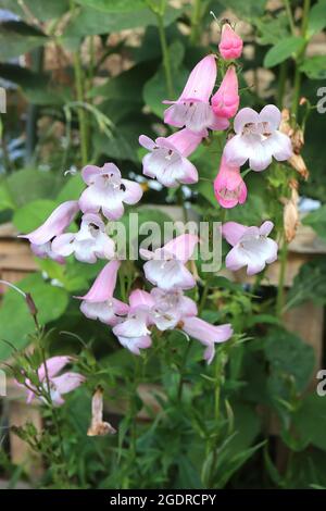 Penstemon ‘Apple Blossom’ BeardTongue pommier – panicules droits de fleur rose en forme de cloche et de gorge blanche striée rose, juillet, Angleterre, Banque D'Images