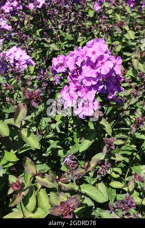 Phlox paniculata «Blue Paradise» Vivace phlox Blue Paradise - grappes sphériques de fleurs bleues violettes sur de grandes tiges, juillet, Angleterre, Royaume-Uni Banque D'Images