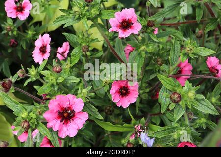 Potentilla nepalensis ‘miss Wilmott’ Cinquefoil népalais Miss Wilmott – fleurs roses moyennes avec halo et nervures rouges, juillet, Angleterre, Royaume-Uni Banque D'Images