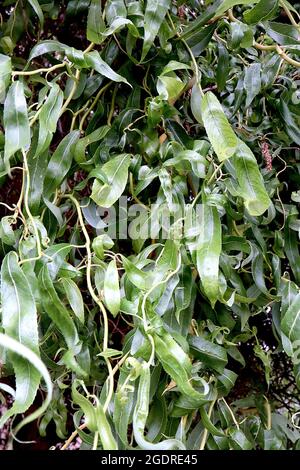 Salix matsudana «tortuosa» dragons saule à griffes – curling feuilles tordues vert clair étroites sur des tiges vert pâle, juillet, Angleterre, Royaume-Uni Banque D'Images