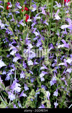 Salvia ulignosa sauge « ciel africain » ciel africain – racames droits de fleurs à deux lèvres avec lèvre inférieure bleu pâle et lèvre supérieure violette droite, juillet, Royaume-Uni Banque D'Images