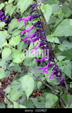 Sauge Salvia «Rockin Deep Purple» Rockin Deep Purple – version courte de Salvia «Amistad» – ratons laveurs verticaux de fleurs tubulaires violettes Banque D'Images