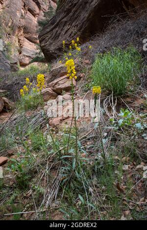 Les Wallflowers de l'Ouest fleurissent au printemps le long de la promenade au bord de la rivière dans le parc national de Zion, Utah, États-Unis Banque D'Images