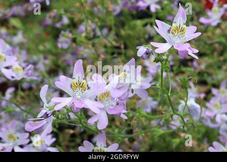 Schizanthus pinnatus papillon fleur – petites fleurs lilas de type orchidée avec gorge blanche, tache jaune et taches violettes, juillet, Angleterre, Royaume-Uni Banque D'Images