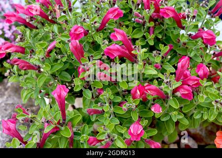 Scuttelaria suffrutescens ‘Texas Rose’ skullcap Texas Rose – fleurs ressemblant à la salvia avec des pétales roses profonds, petites feuilles ovales mi-vertes, juillet, Angleterre, Royaume-Uni Banque D'Images