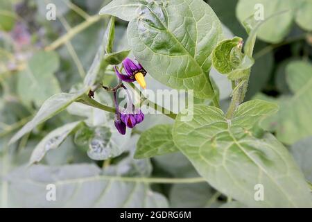 Solanum dulcamara bittersweet NightShade – fleurs violet profond avec pétales réfléchissants et étamines jaunes fusionnées, grandes feuilles lobées, juillet, Angleterre, Royaume-Uni Banque D'Images