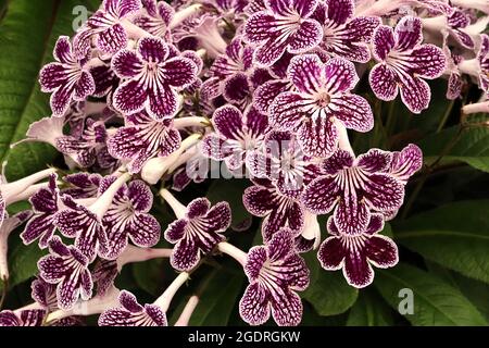 Streptocarpus «Polka Dot Purple» Cape primrose Polka Dot Purple - fleurs blanches à fond plat avec nervures pourpres et marbrure pourpre, juillet, Angleterre, Royaume-Uni Banque D'Images