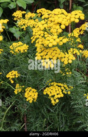 Tanaceum boreale / vulgare commune tansy – grappes bombées de fleurs jaunes bouton-comme sur les tiges hautes et les feuilles de fougères vert foncé, juillet, Angleterre, Royaume-Uni Banque D'Images