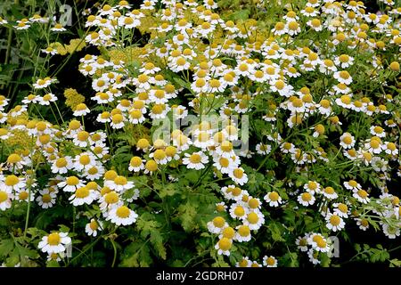 Tanaceum parthenium Feverhew – petites fleurs de type Marguerite avec des feuilles finement lobées sur de grandes tiges, juillet, Angleterre, Royaume-Uni Banque D'Images